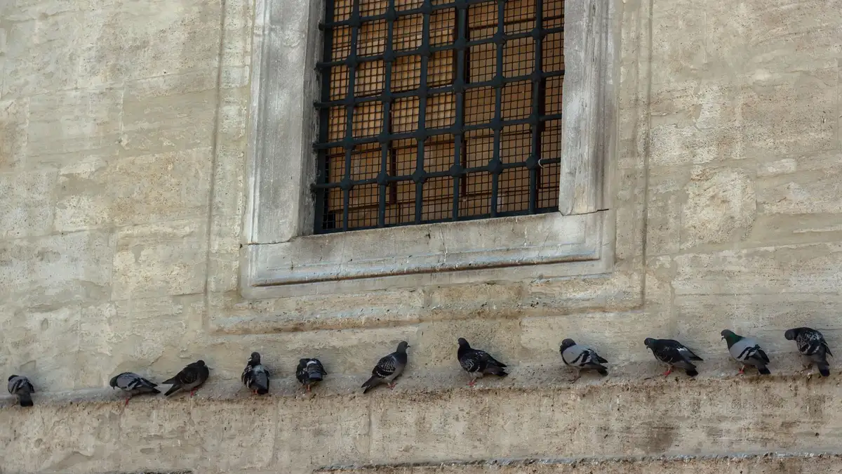 Palomas posadas en la cornisa y los alféizares de un edificio de ladrillo