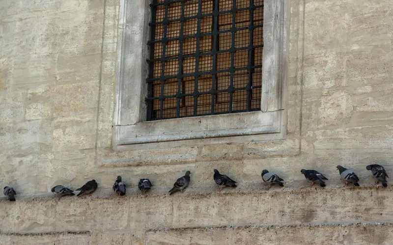 Palomas posadas en la cornisa y los alféizares de un edificio de ladrillo