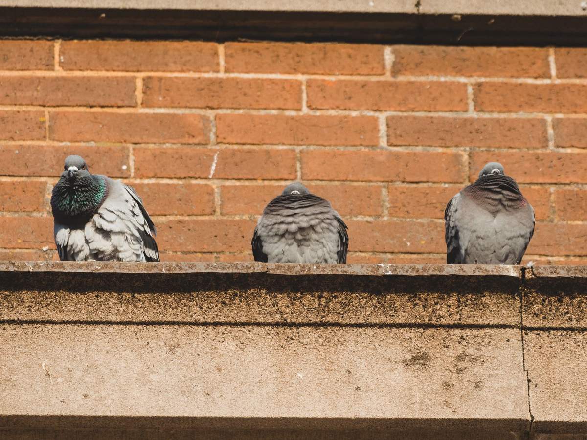 Tres palomas posadas en la cornisa de un edificio de ladrillo
